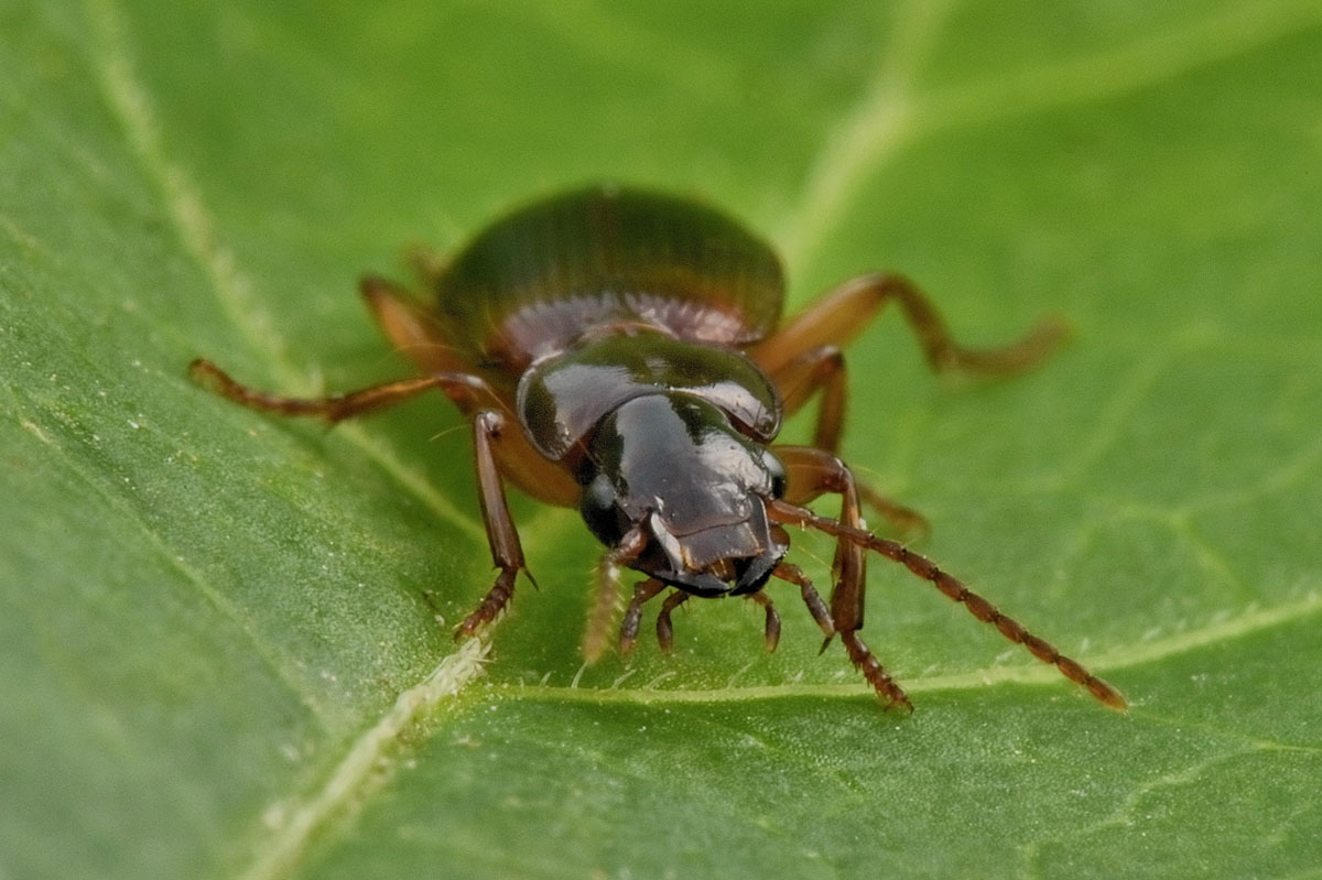 Carabidae: Potrebbe essere lui? cerrrto che  lui! Pseudomasorerus canigoulensis